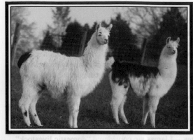 [Image of llamas strutting.]