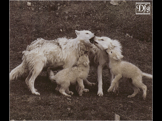 [Four arctic wolf pups playing]