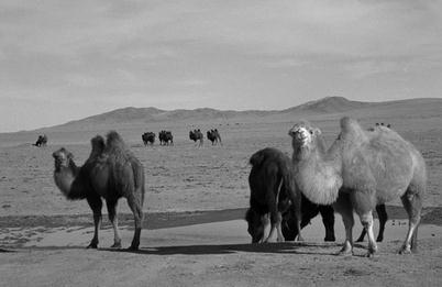 [Image of camel caravan]